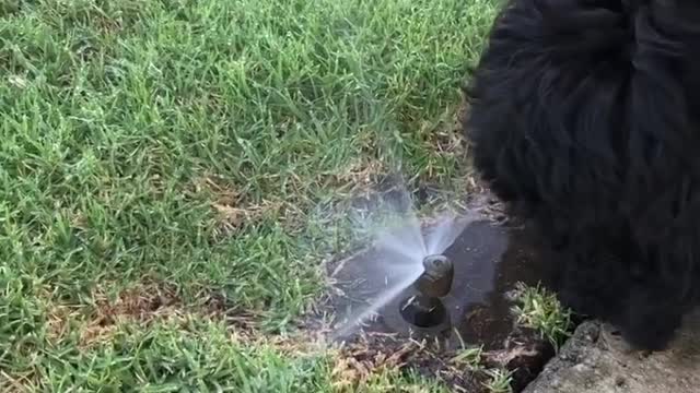 t’s wet dog Wednesday! I love when there are sprinklers going on my walkies!