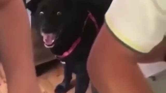 Dog Reaction To Cutting Cake - Funny Black Dog