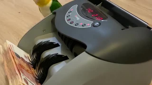 parrot counting money