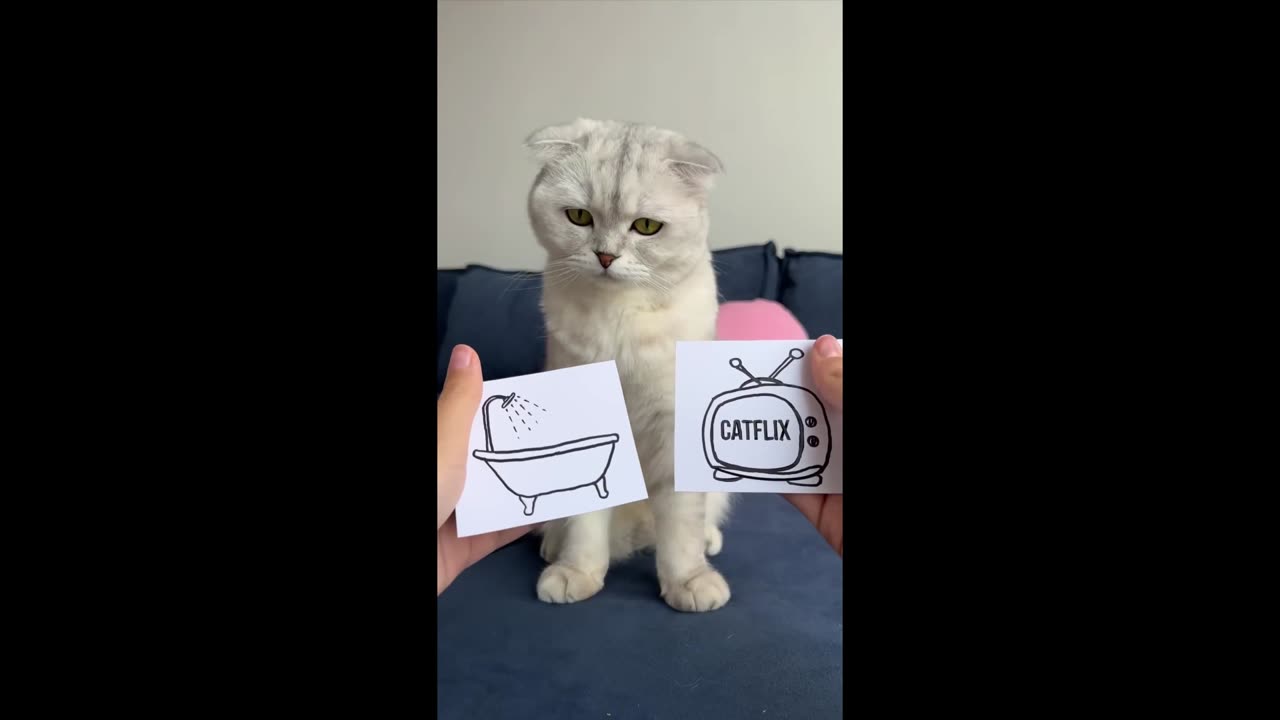 Surprise for Kitty