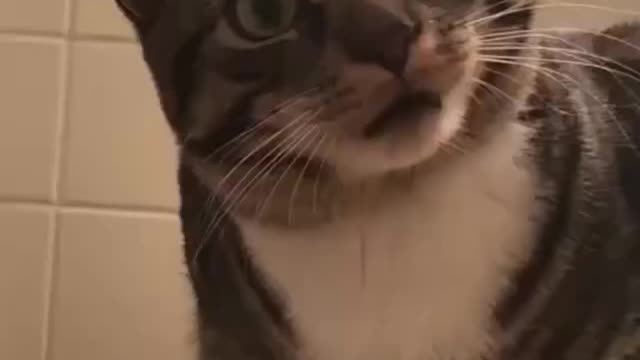 Crazy cat going wild