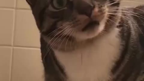 Crazy cat going wild