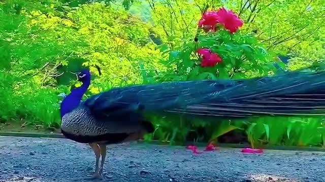 peacock flaunting its tail