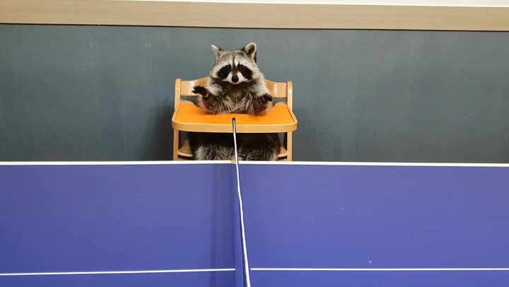 table tennis referee