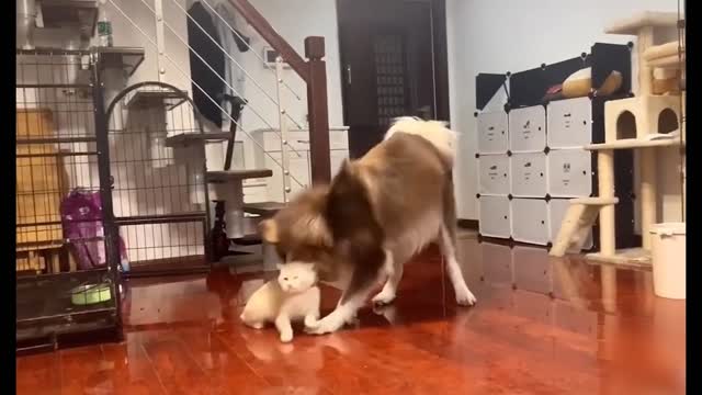 This is a funny video of a dog and a cat.