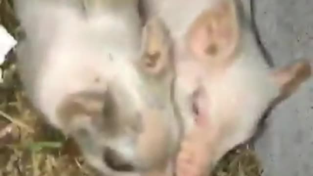 Little piggy has insanely fast reflexes