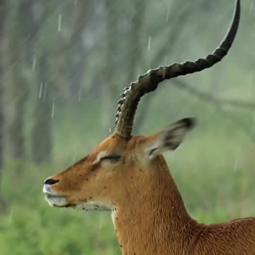 "Nature's Rhythm: The Joyous Dance of Wildlife"