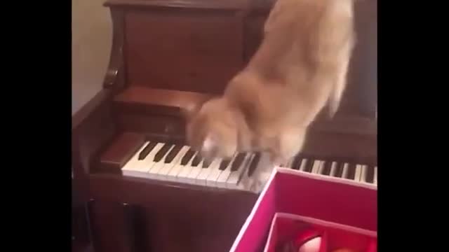 My cat plays Bach's music