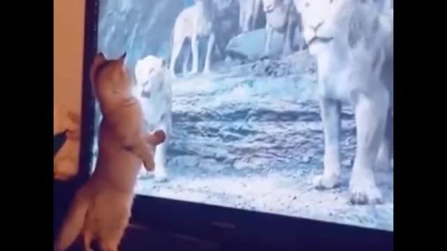 Look at small animals every day and be happy all day