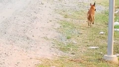 Learn how to do prank on dogs with box Fake lion , Fake tiger