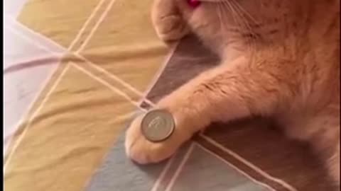 Fascinating cat compilation