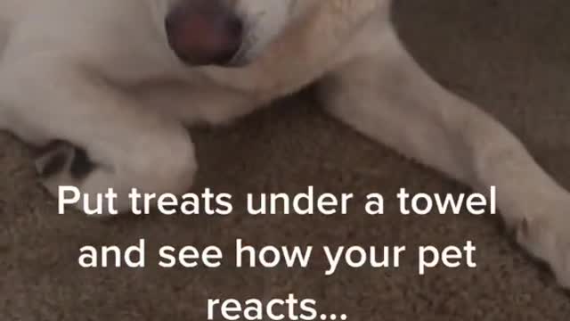 I put a treat under a towel to see my dog's reaction.........