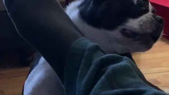 Boston Terrier hilariously attacks owner's feet