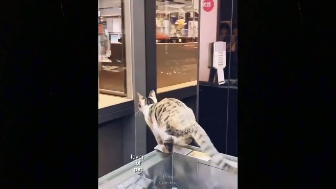 ๐๐๐Cute and funniest cat and Dog_This funniest Video Will Make You Smile and forget your Sorrow๐