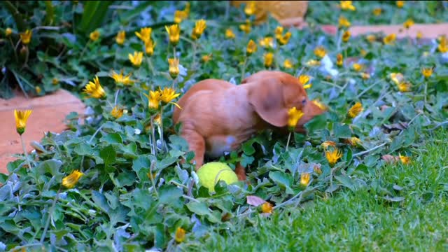 small dog funny video and the flowers game