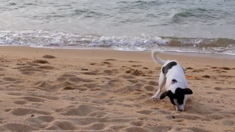 Perfect dog day at the beach