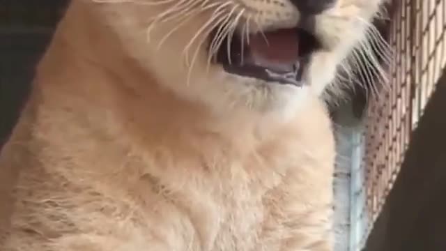 BABY ROARING