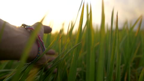 grass and nature