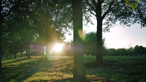 Meadow surrounded by trees on a sunny afternoon