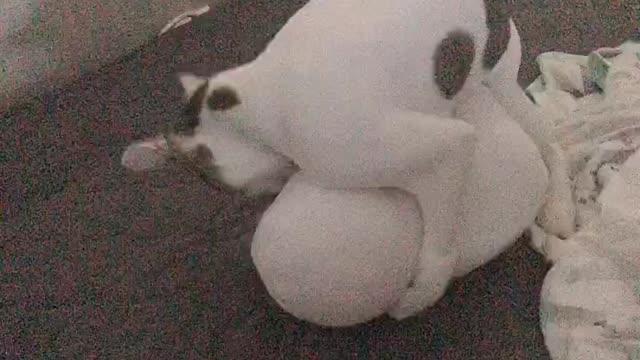 Cat Playing With jibang-i