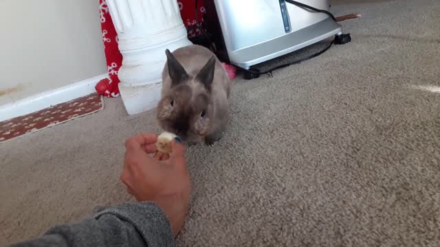 A Funny Bunny Eating A Banana And Loving It!