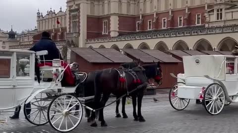 Beautiful baggis horses