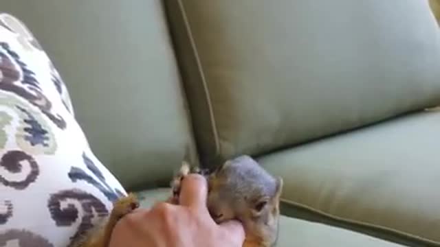 Making a squirrel laugh