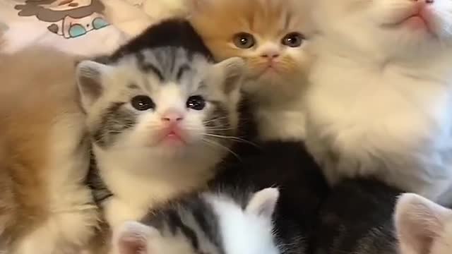 Cute mischievous cats Part 6