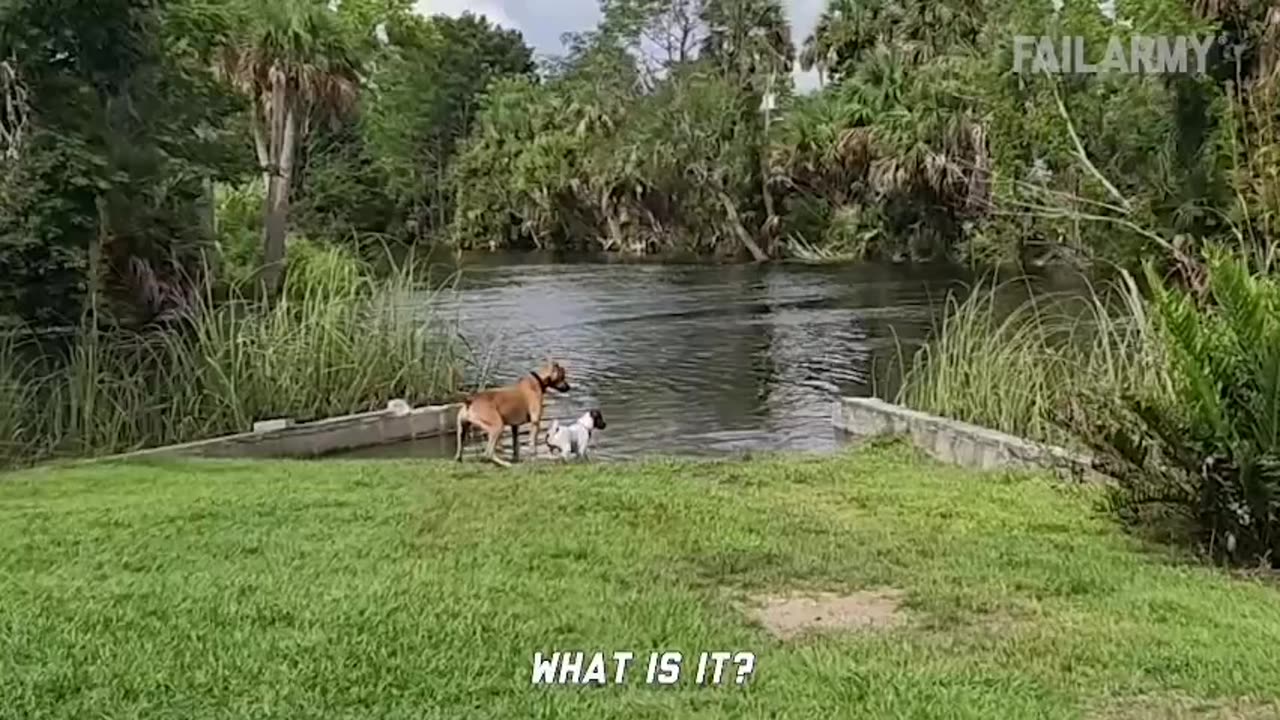 Damn Nature You Crazy | Insane Animal Fails