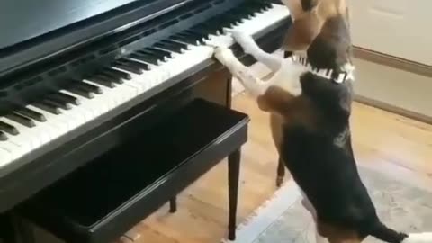 Singing dog