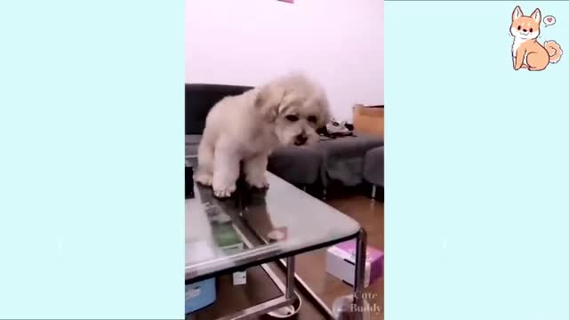 Funniest 🐶 Dogs - Try Not To Laugh 🤣 - Funny Pet Animals- Funny And Cute Kitten Cat Dog Puppies