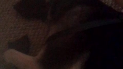 Cute, tired German Shepard