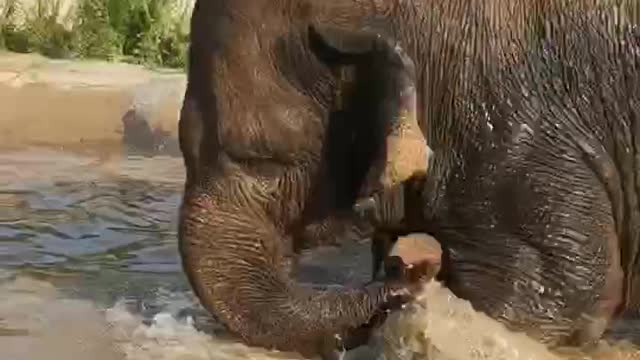 The elephant is playing in the water