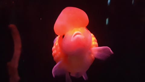 Goldfish, fish, aquarium, red goldfish