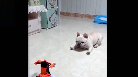 Funny Baby dog