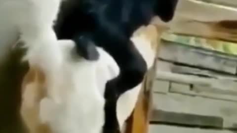 A dog that joins in the fun