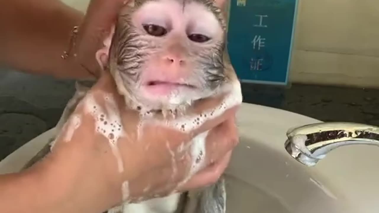 Funny monkey