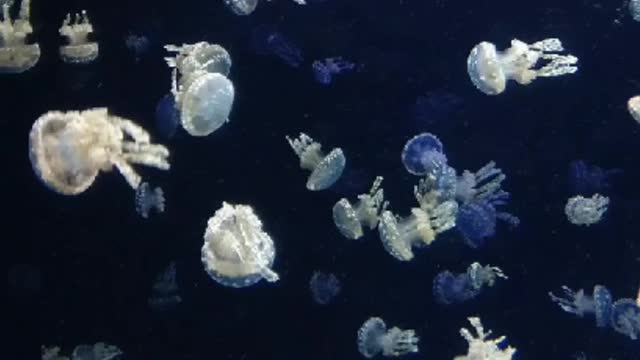 What are these