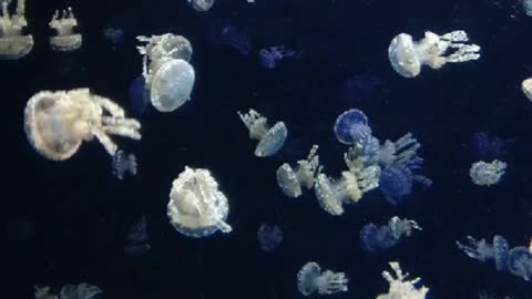 What are these
