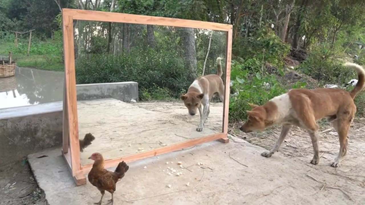 Dog in front of Mirror