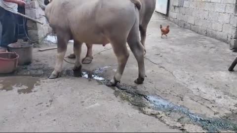 cow drinking water