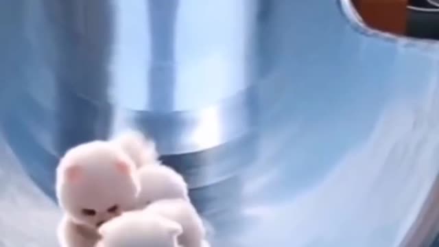 Cute puppies are playing