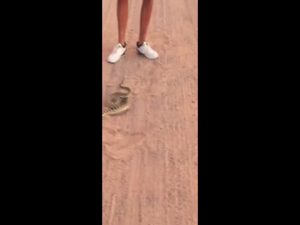 Man Takes on Snake