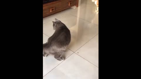 Best funny cat compilation 2021