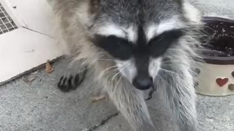 Thx for the loops - Funny racoon