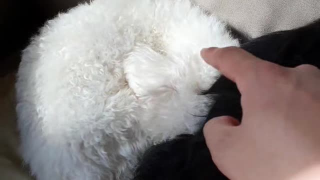 The dog in my brothers' arms