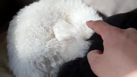 The dog in my brothers' arms