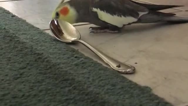 Parrot singing and playing spoon as a guitar, It's funny