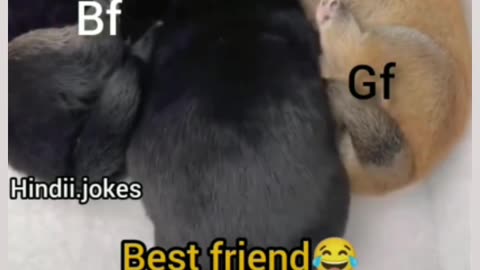 Dog funny video