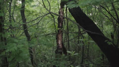 Forest in Salta